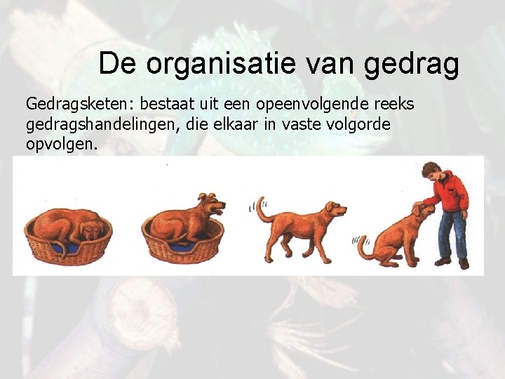 De organisatie van gedrag Gedragsketen: bestaat uit een opeenvolgende reeks gedragshandelingen, die elkaar in