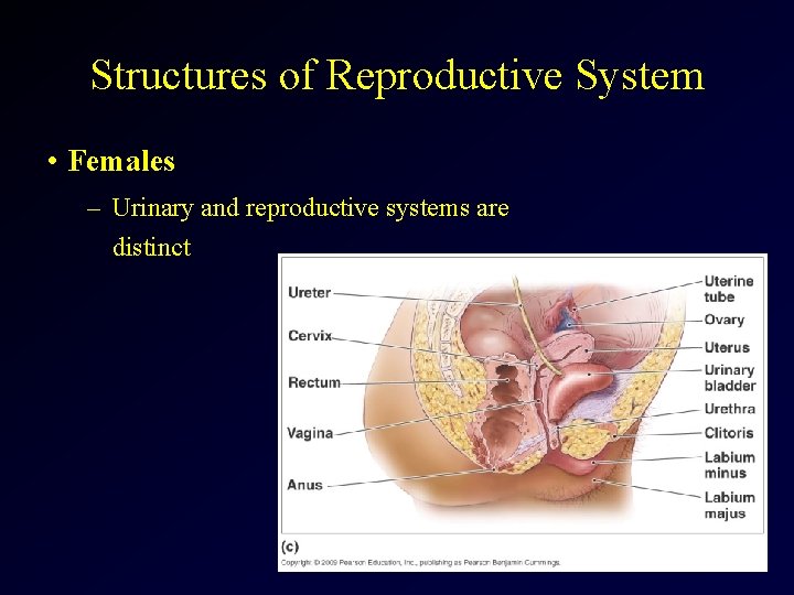 Structures of Reproductive System • Females – Urinary and reproductive systems are distinct 