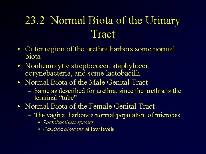 23. 2 Normal Biota of the Urinary Tract • Outer region of the urethra