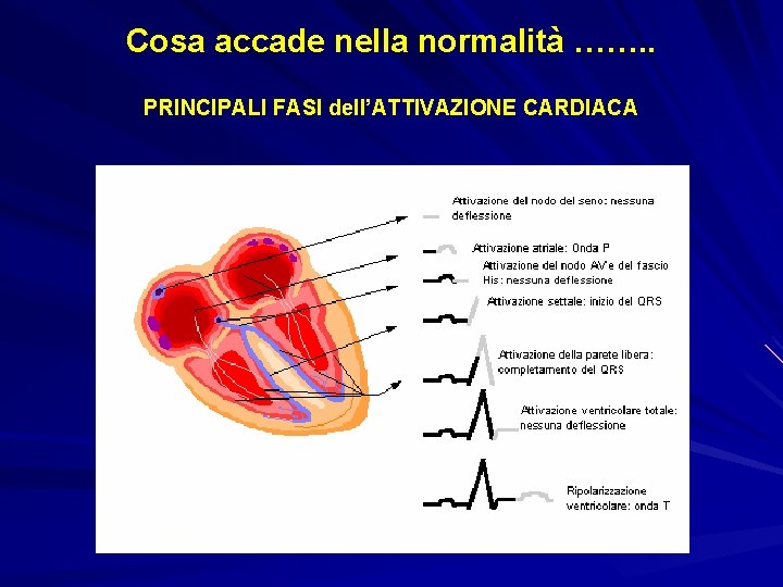 Cosa accade nella normalità ……. . PRINCIPALI FASI dell’ATTIVAZIONE CARDIACA 