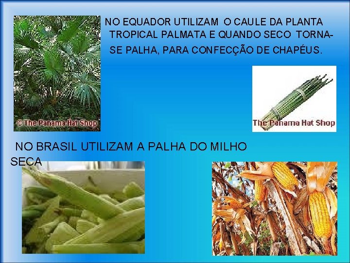 NO EQUADOR UTILIZAM O CAULE DA PLANTA TROPICAL PALMATA E QUANDO SECO TORNASE PALHA,