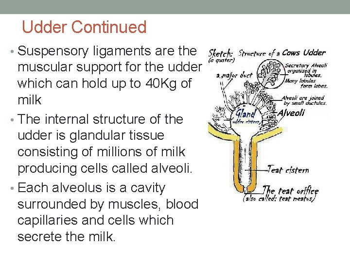 Udder Continued • Suspensory ligaments are the muscular support for the udder which can