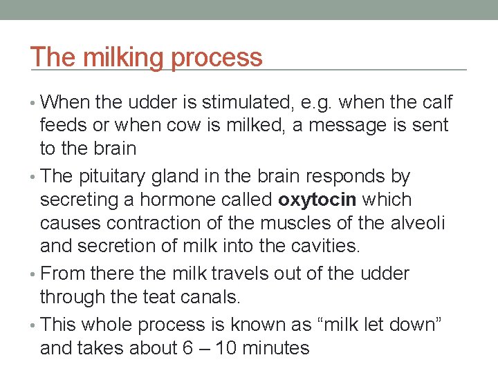 The milking process • When the udder is stimulated, e. g. when the calf