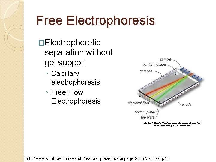 Free Electrophoresis �Electrophoretic separation without gel support ◦ Capillary electrophoresis ◦ Free Flow Electrophoresis