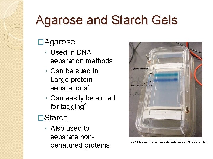 Agarose and Starch Gels �Agarose ◦ Used in DNA separation methods ◦ Can be