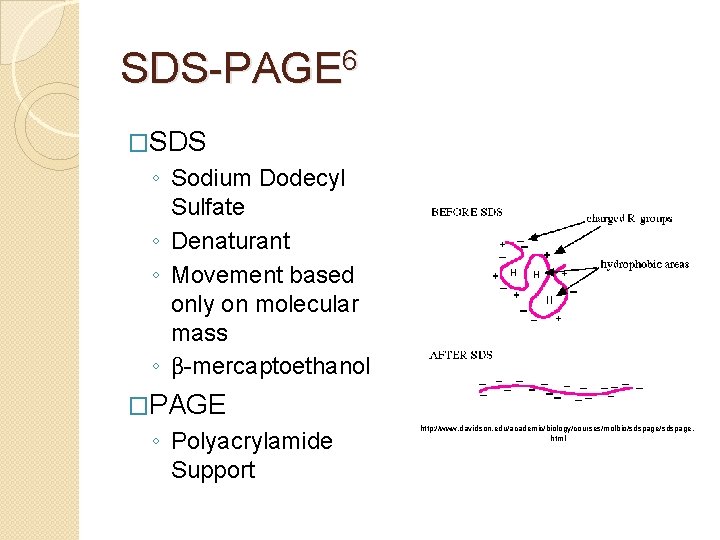 SDS-PAGE 6 �SDS ◦ Sodium Dodecyl Sulfate ◦ Denaturant ◦ Movement based only on