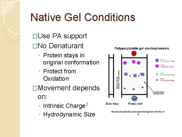 Native Gel Conditions �Use PA support �No Denaturant ◦ Protein stays in original conformation