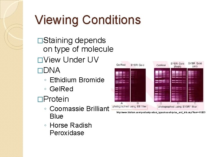 Viewing Conditions �Staining depends on type of molecule �View Under UV �DNA ◦ Ethidium