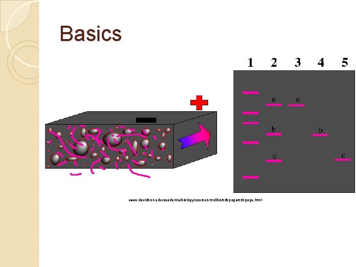 Basics www. davidson. edu/academic/biology/courses/molbio/sdspage. html 