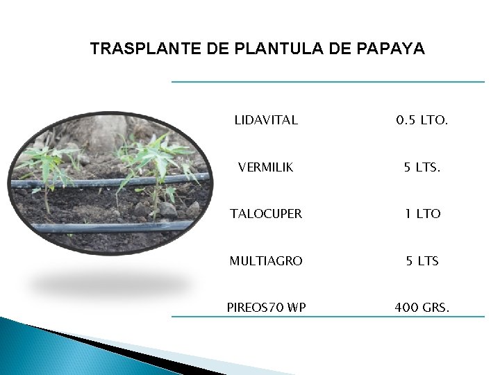 TRASPLANTE DE PLANTULA DE PAPAYA LIDAVITAL 0. 5 LTO. VERMILIK 5 LTS. TALOCUPER 1