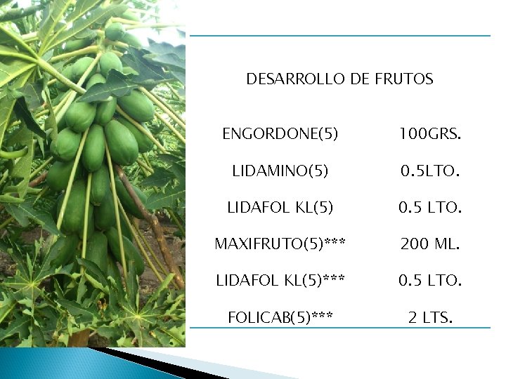DESARROLLO DE FRUTOS ENGORDONE(5) 100 GRS. LIDAMINO(5) 0. 5 LTO. LIDAFOL KL(5) 0. 5
