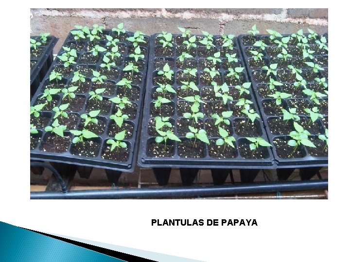 PLANTULAS DE PAPAYA 