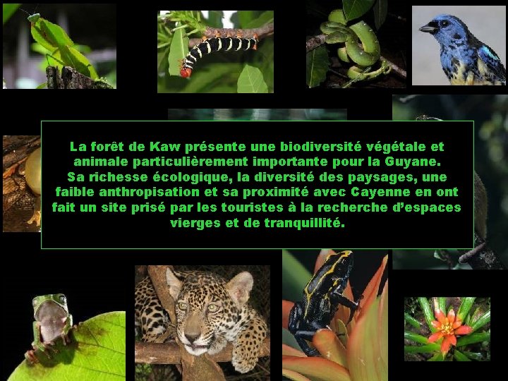 La forêt de Kaw présente une biodiversité végétale et animale particulièrement importante pour la