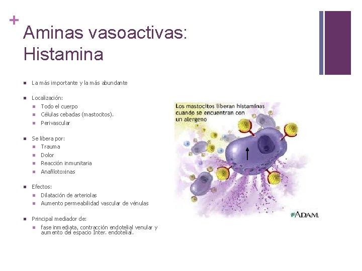 + Aminas vasoactivas: Histamina n La más importante y la más abundante n Localización: