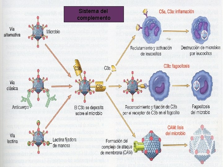 Sistema del complemento 