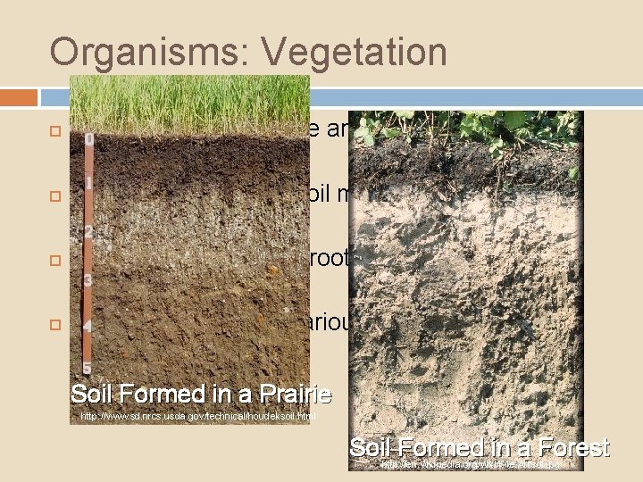 Organisms: Vegetation Roots hold soil in place and create pore space Provide nutrients for