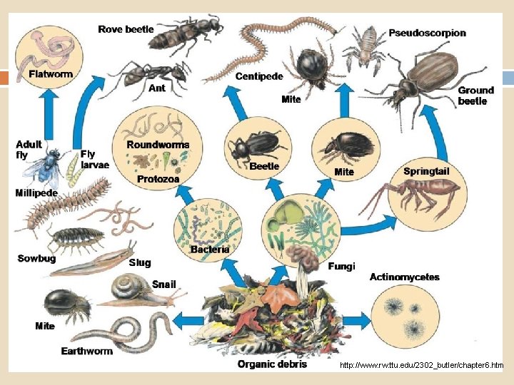 Organisms: Fauna Macro � Excavate and rearrange � Contaminate Micro � Decompose � Convert