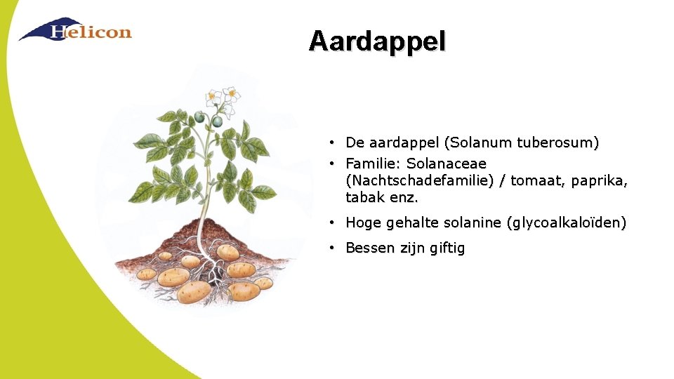 Aardappel • De aardappel (Solanum tuberosum) • Familie: Solanaceae (Nachtschadefamilie) / tomaat, paprika, tabak