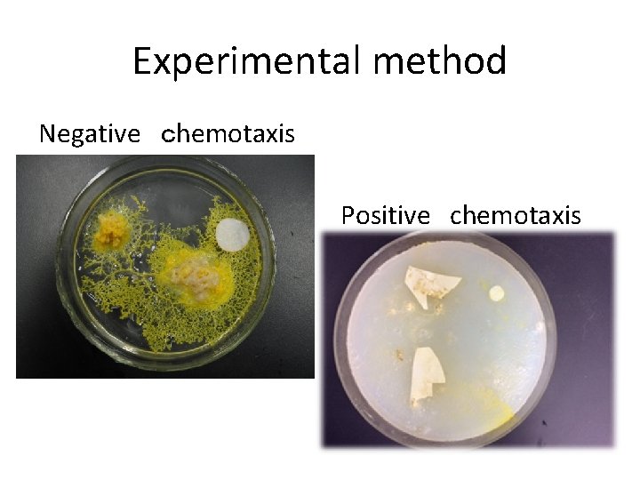 Experimental method Negative chemotaxis Positive chemotaxis Experimental method Negative chemotaxis Positive chemotaxis