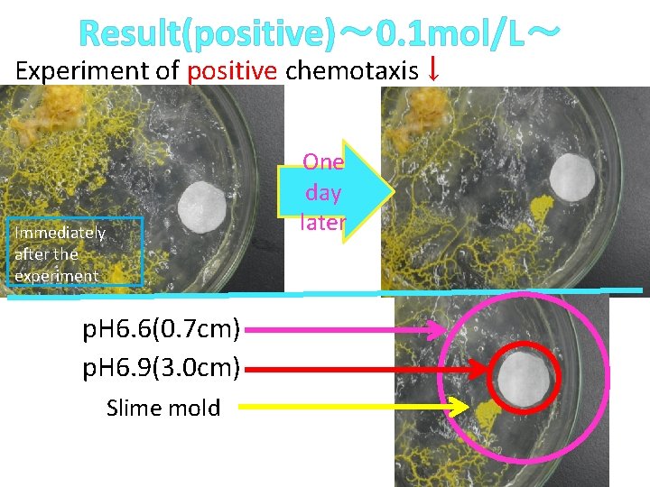 Result(positive)～ 0. 1 mol/L～ Experiment of positive chemotaxis↓ One day later Immediately after the