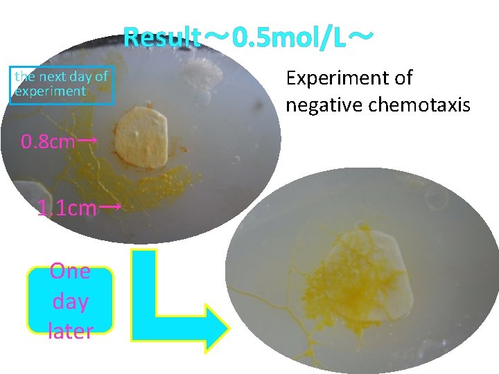 Result～ 0. 5 mol/L～ the next day of experiment 　0. 8 cm→ 　　1. 1