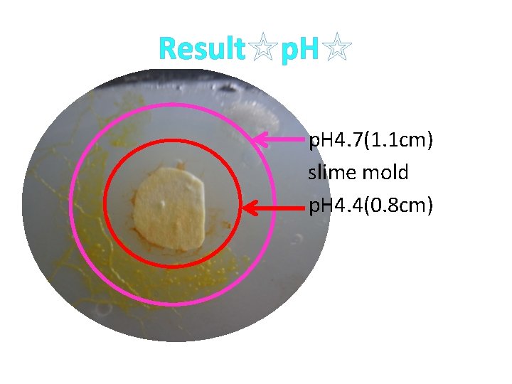 Result☆p. H☆ p. H 4. 7(1. 1 cm) 　slime mold p. H 4. 4(0.