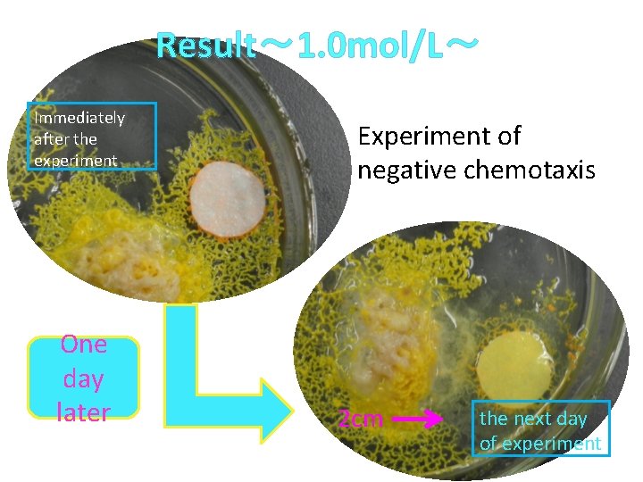 Result～ 1. 0 mol/L～ Immediately after the experiment One day later Experiment of 　