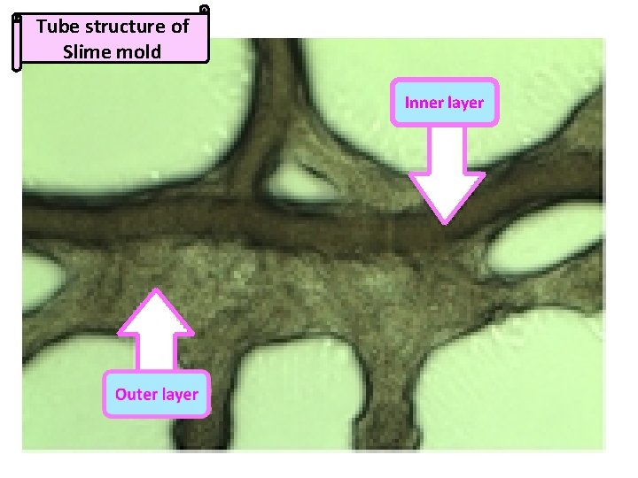 Tube structure of Slime mold 　　　　　 Inner layer 　　　　　 　　　　　 