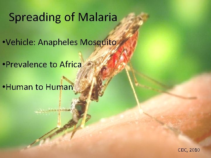Spreading of Malaria • Vehicle: Anapheles Mosquito • Prevalence to Africa • Human to