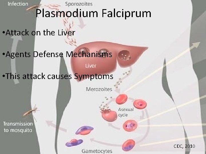 Plasmodium Falciprum • Attack on the Liver • Agents Defense Mechanisms • This attack