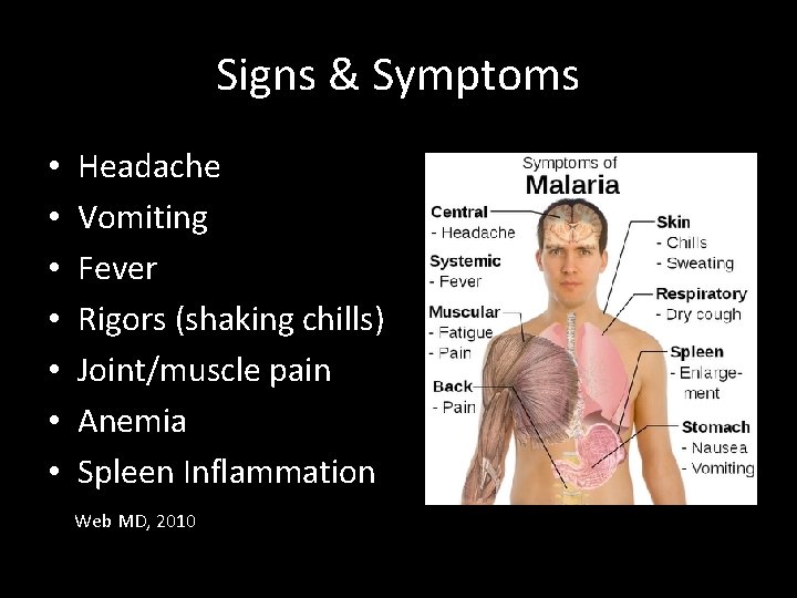 Signs & Symptoms • • Headache Vomiting Fever Rigors (shaking chills) Joint/muscle pain Anemia