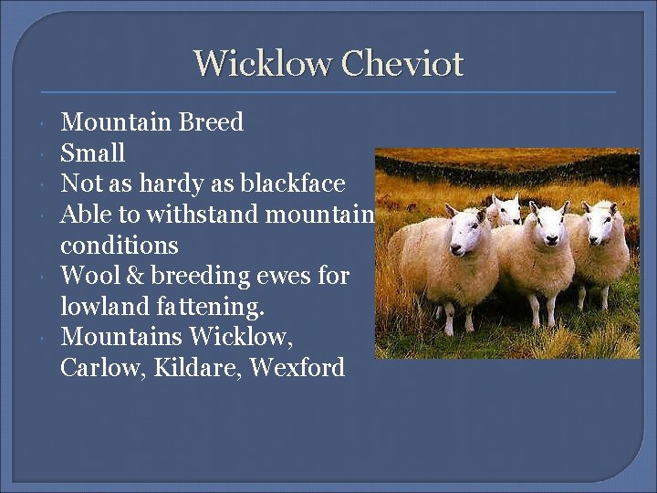 Wicklow Cheviot Mountain Breed Small Not as hardy as blackface Able to withstand mountain