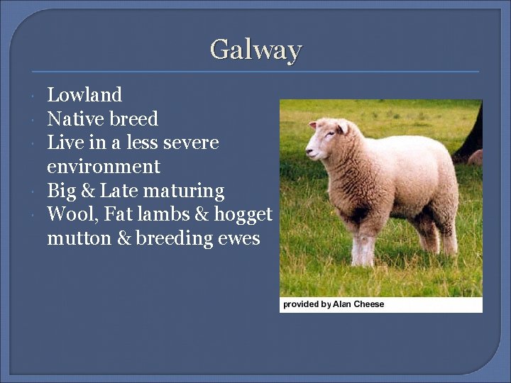 Galway Lowland Native breed Live in a less severe environment Big & Late maturing