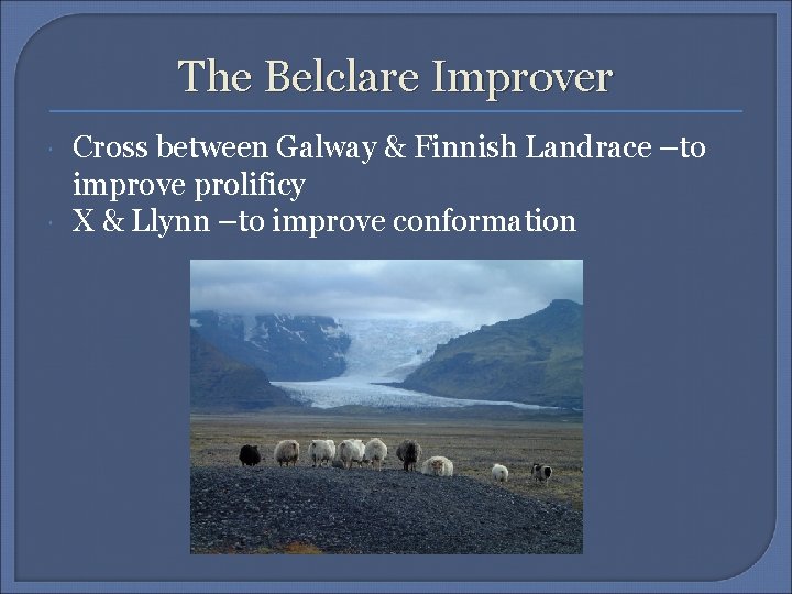 The Belclare Improver Cross between Galway & Finnish Landrace –to improve prolificy X &