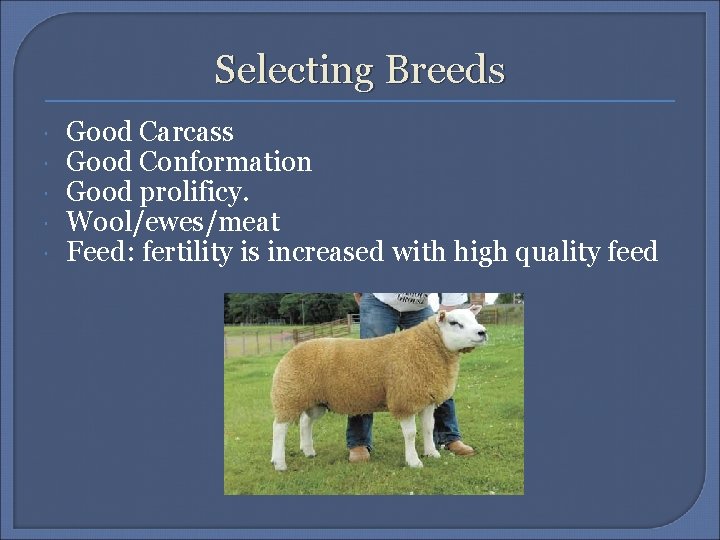 Selecting Breeds Good Carcass Good Conformation Good prolificy. Wool/ewes/meat Feed: fertility is increased with