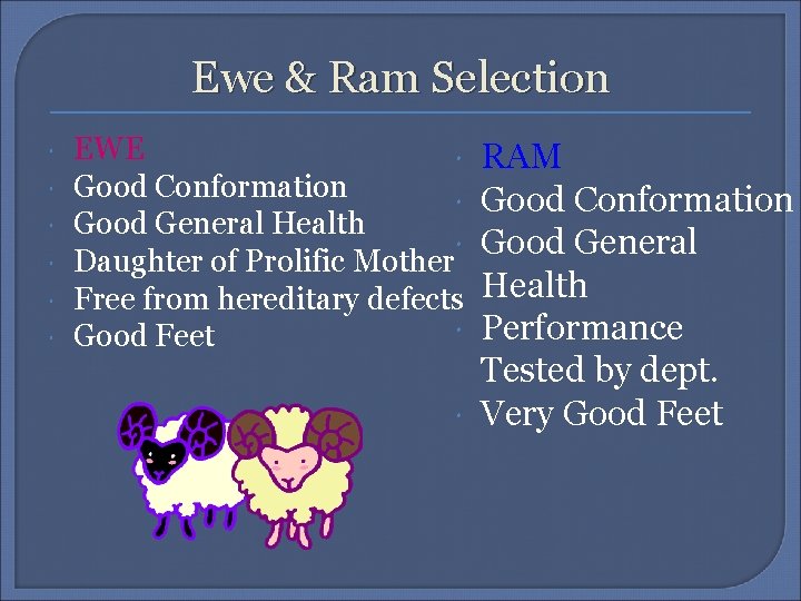 Ewe & Ram Selection EWE Good Conformation Good General Health Daughter of Prolific Mother