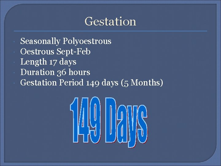 Gestation Seasonally Polyoestrous Oestrous Sept-Feb Length 17 days Duration 36 hours Gestation Period 149