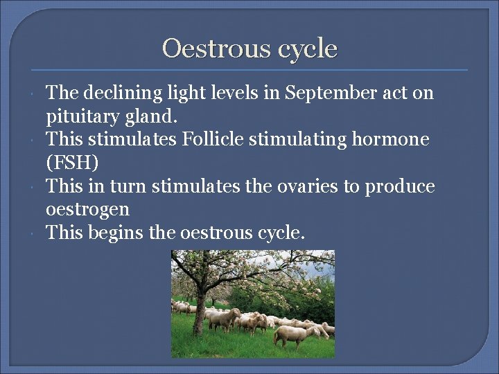 Oestrous cycle The declining light levels in September act on pituitary gland. This stimulates