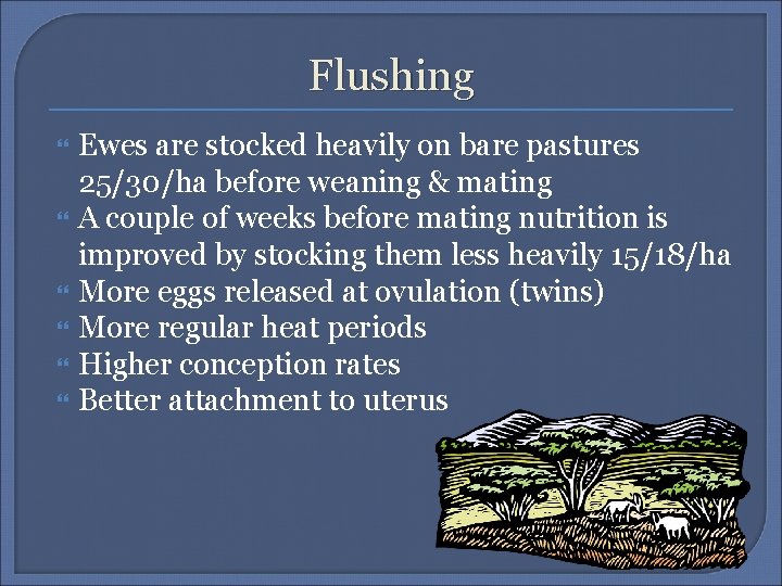 Flushing Ewes are stocked heavily on bare pastures 25/30/ha before weaning & mating A