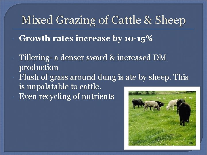 Mixed Grazing of Cattle & Sheep Growth rates increase by 10 -15% Tillering- a