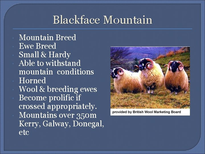 Blackface Mountain Breed Ewe Breed Small & Hardy Able to withstand mountain conditions Horned