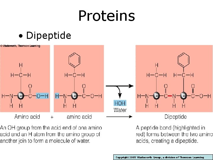Proteins • Dipeptide Copyright 2005 Wadsworth Group, a division of Thomson Learning 