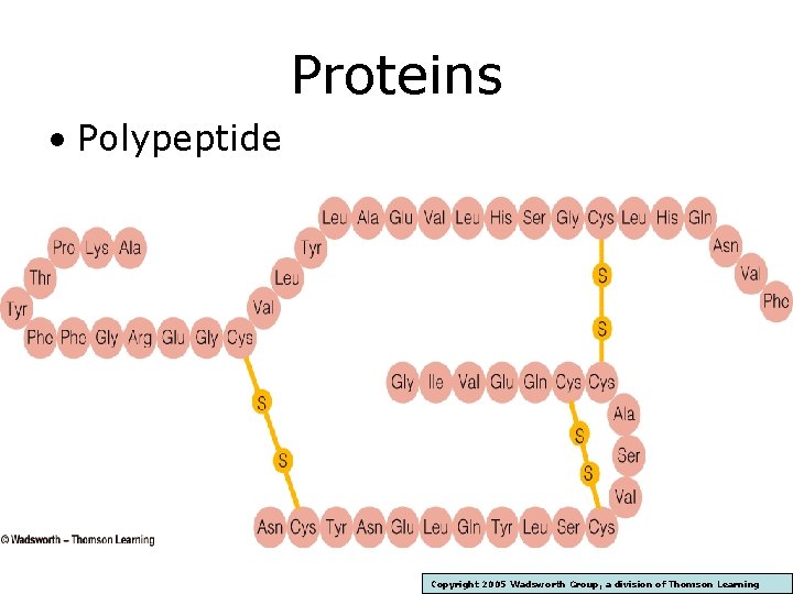 Proteins • Polypeptide Copyright 2005 Wadsworth Group, a division of Thomson Learning 