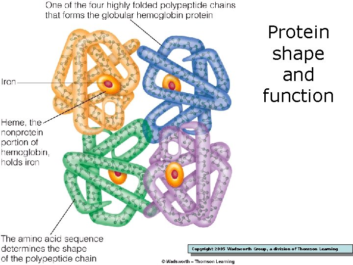 Protein shape and function Copyright 2005 Wadsworth Group, a division of Thomson Learning 