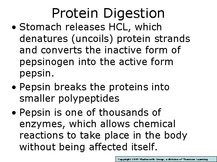 Protein Digestion • Stomach releases HCL, which denatures (uncoils) protein strands and converts the