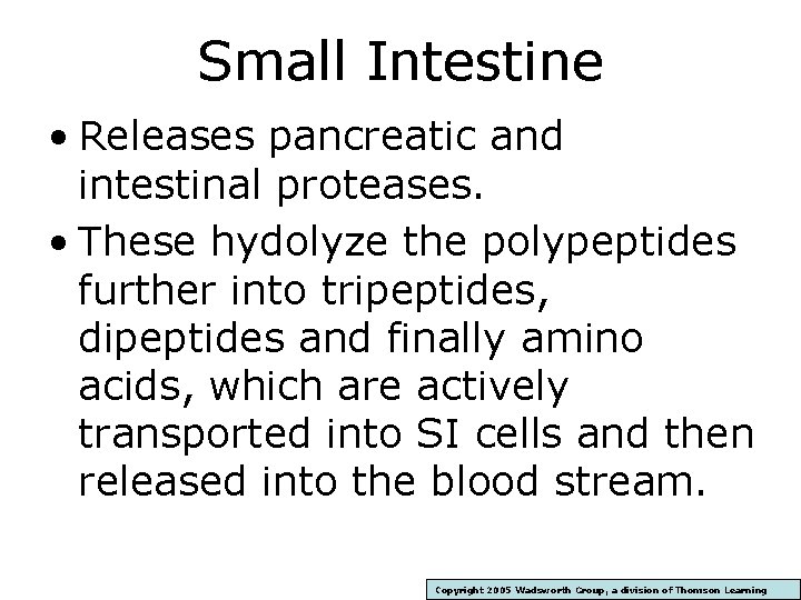 Small Intestine • Releases pancreatic and intestinal proteases. • These hydolyze the polypeptides further