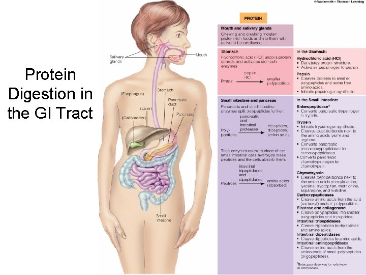 Protein Digestion in the GI Tract 
