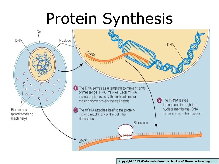 Protein Synthesis Copyright 2005 Wadsworth Group, a division of Thomson Learning 