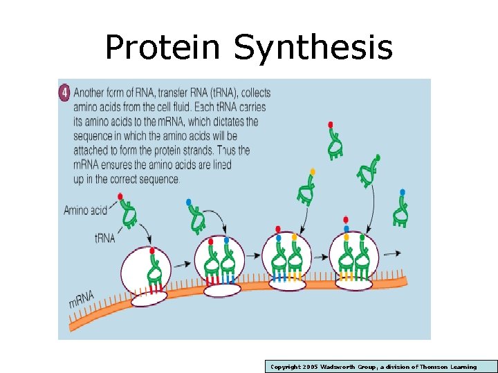 Protein Synthesis Copyright 2005 Wadsworth Group, a division of Thomson Learning 