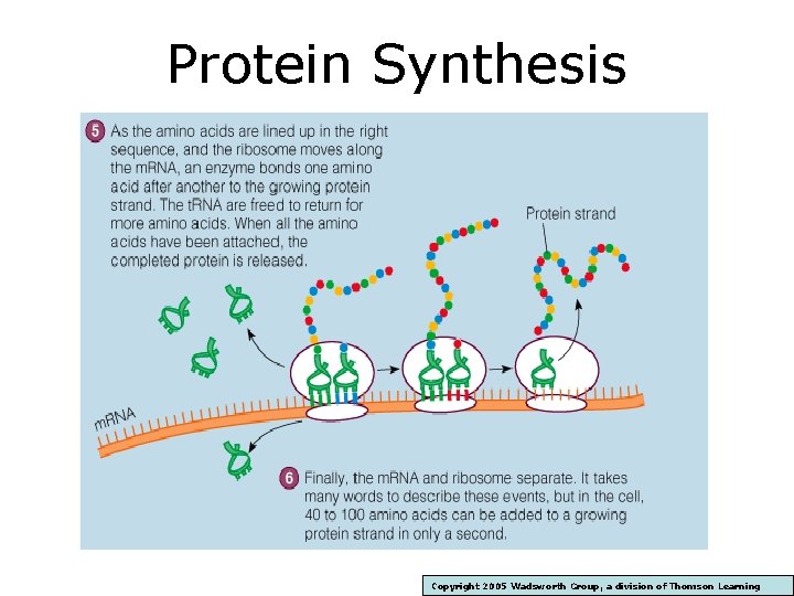 Protein Synthesis Copyright 2005 Wadsworth Group, a division of Thomson Learning 